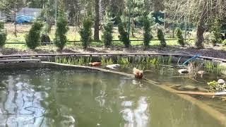 Ruddy Shelduck. Рыжая утка Огарь. Водные процедуры