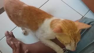 KUCING OREN  LAGI MINTA MANJA