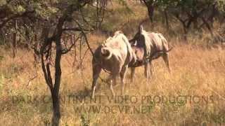 KUDU DUEL FULL LENGTH DRAMATIC CLIP