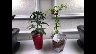 Topping Peppers and Grafting