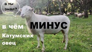 Катумские овцы - плюсы и минусы породы