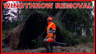 This MASSIVE Tree Almost CRUSHED The Carage During Storm! - WINDTHROW TREE REMOVAL