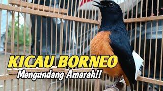 KICAU BORNEO GACOR MENGUNDANG AMARAH MURAI BATU LAIN AUTO NEMB4K ISIAN