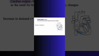CARDIAC OUTPUT and DEMAND FOR BLOODFLOW! #blood #cardiac #heart #cardiovascular #physiology #cell