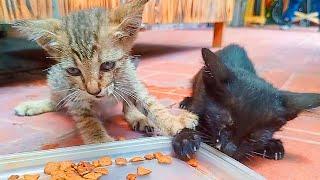 Abused Kittens BEG for Food now: CRUEL Owners EVICT them...  Meow Cat Rescue Cat videos Cats Purr