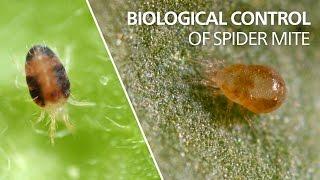 Biological control of spider mite - Neoseiulus californicus