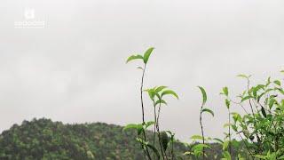 Protecting wild old tea trees is difficult, but it's worth it.