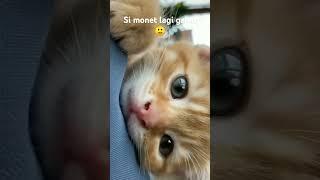 Namaku Monet, aku sepi ga ada temen #kucing #galaubrutal