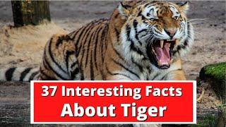 37 Interesting Facts About Tiger | Global Facts