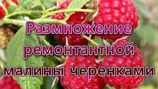 Размножение ремонтантной малины черенками