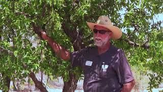 Drought Tolerant SHADE TREES: Southeastern, AZ | Low Water Use, Fast-Growing, Beautiful & Resilient