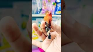 strawberry  finch available at birds palace #birdspalaceofficial #birdspalace #birds #birdstore