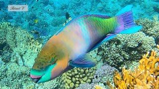 5 minutes en randonnée palmée sur un récif de mer rouge