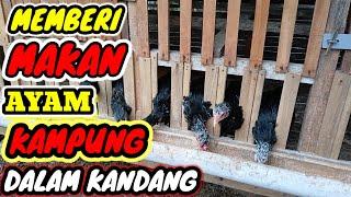 SERUNYA MEMBERI MAKAN AYAM KAMPUNG ASLI (AKA) DALAM KANDANG #ayamkampung #ayammakan #ayampedaging