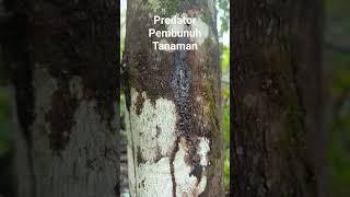 predator pembunuh tanaman cengkeh