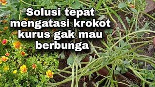 KROKOT KURUS, GAK MAU BERBUNGA, ATAU RONTOK SEBELUM MEKAR, INI SOLUSINYA