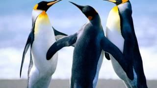 gabba penguin movie.wmv