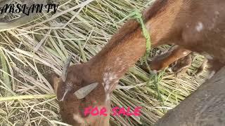 GOAT FOR SALE | MAKHI CHEENI NASAL BAKRI | CUTE KID |ARSLANTVHASILPUR