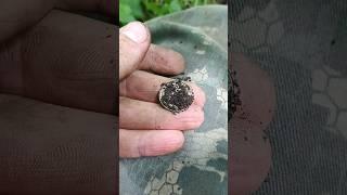 Нашел СЕРЕБРО металлоискателем в старом лесу !!! #metaldetecting #коп #клад