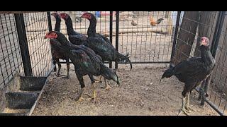 Chicken Farm/ Young Black Bull,Ganoi Game Fowl/Qaib Sib Ncaws