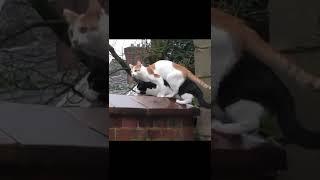 Kucing Gemoi : Sehati nih