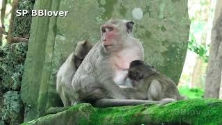 What Sweetpea Want To Do On Baby Monkey Jack