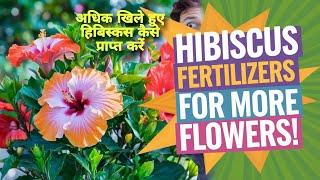 Easy Tips for Hibiscus Flowering: Using Veg & Non-Veg Fertilizers for Maximum Blooms!