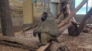 155 lb Olive Baboon at Zoo Boise