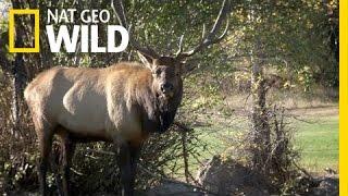 Elk Fest Gone Wild | United States of Animals