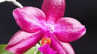 British Orchid Council