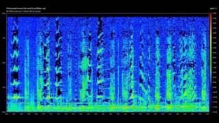 Modern Sonar Sounds and other Sounds of the Sea