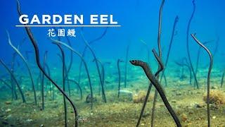 花園鰻/Garden Eel/4K Beautiful Underwater World