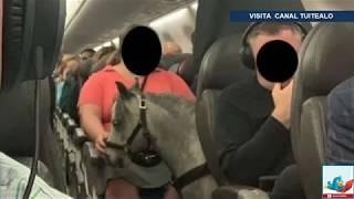 Mujer viaja con su mascota dentro de avión.... ¡un caballo!