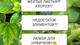 ПОЧЕМУ ЖЕЛТЕЮТ ЛИСТЬЯ?РАЗБИРАЕМ НЕДОСТАТКИ ЭЛЕМЕНТОВ ПО ЦВЕТУ ЛИСТА И РАЗНЫХ ПЯТНЫШЕК️