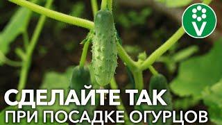 ЧТО ПОЛОЖИТЬ В ЛУНКУ ПРИ ВЫСАДКЕ ОГУРЦОВ? Не забудьте добавить любимый огуречный гриб!