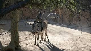 Grevy's Zebras Mating LA Zoo Los Angeles California USA December 1, 2021