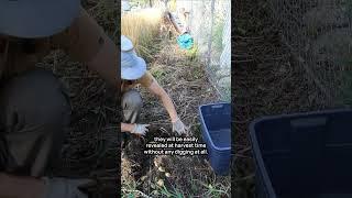 Growing Potatoes Without Digging