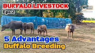 Profitable Livestock... Here Are 5 Advantages Of Buffalo Livestock (Whir Latandrank)