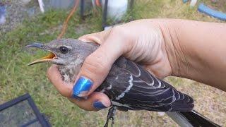 "How to Catch a Mockingbird" (or... "Stupid Bird Catches Self")