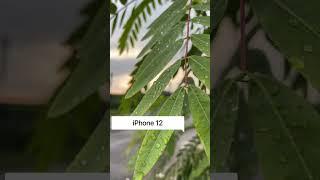 iPhone 12 VS SONY ALPHA a6000 | VIDEO COMPARISON | VIDEO TEST