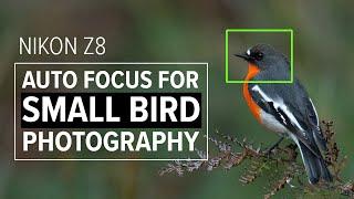 Nikon Z8 Autofocus Settings For Small Bird Photography | Nikon 180-600 f/5-6.3