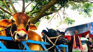 cow unloading, cow videos, cow video, animal, big cow, goru hamba cow, Ep-104