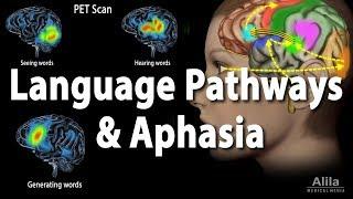Language Pathways and Aphasia, Animation