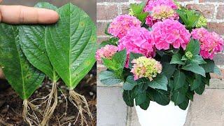 How to grow hydrangea with leaves I With 100% success