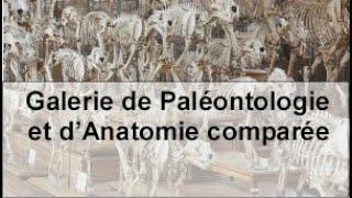 Galerie de Paléontologie et d’Anatomie comparée