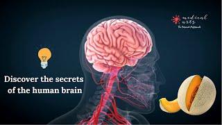 The Human Brain: How it control us and how we can keep it healthy