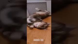 Funny Animals 