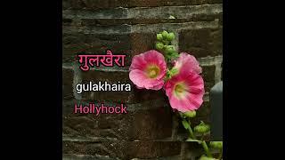 Hollyhock meaning in hindi with picture. Hollyhock matlab kya hai. gulakhaira matlab kya hai.