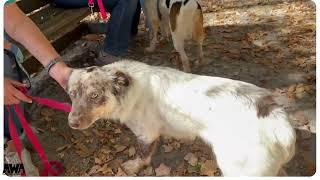 Adoptable Dogs - John Wayne & Clint Eastwood