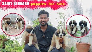 St Bernard Puppy caring Tamil  || நாய் | Dog sales | Puppy sales